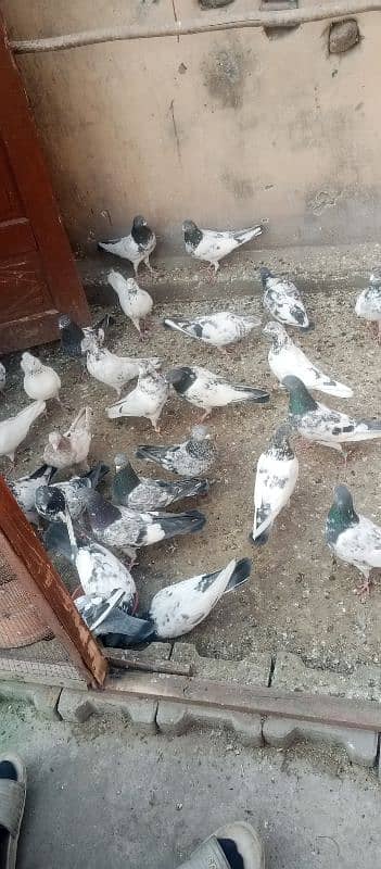 high fly pigeon for sale contact zero three four five 5530475 1