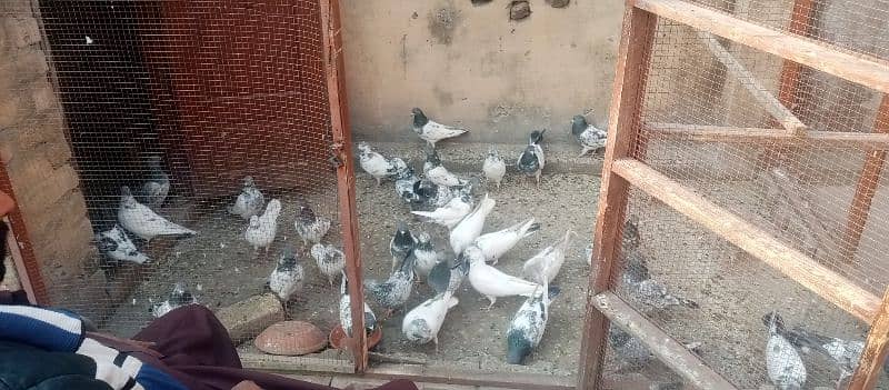 high fly pigeon for sale contact zero three four five 5530475 2