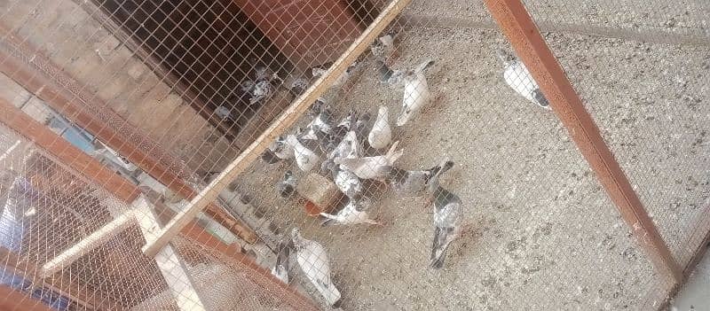 high fly pigeon for sale contact zero three four five 5530475 3