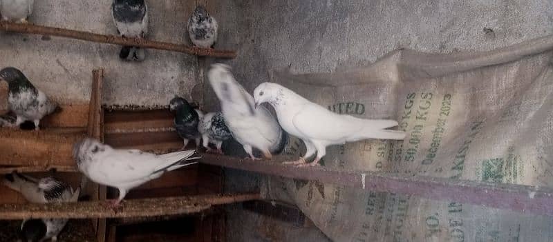 high fly pigeon for sale contact zero three four five 5530475 4