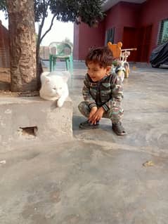 Cat pet