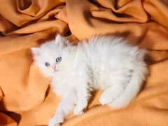 Persian cat and kitten