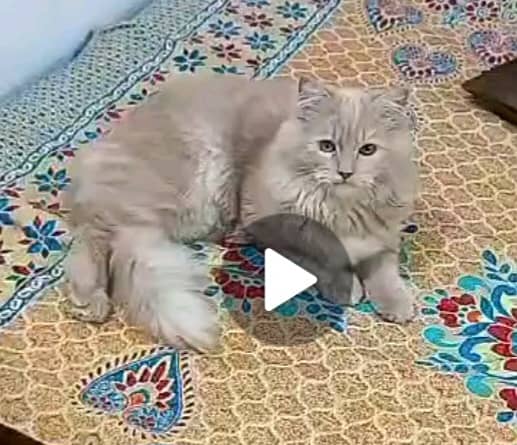 Persian cat 0