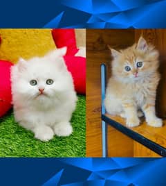 Persian Punch face triple coat cat Kitten