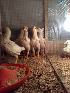 white shamo chozay for sale