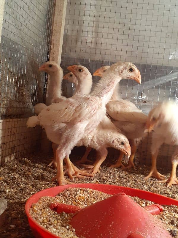 white shamo chozay for sale 1