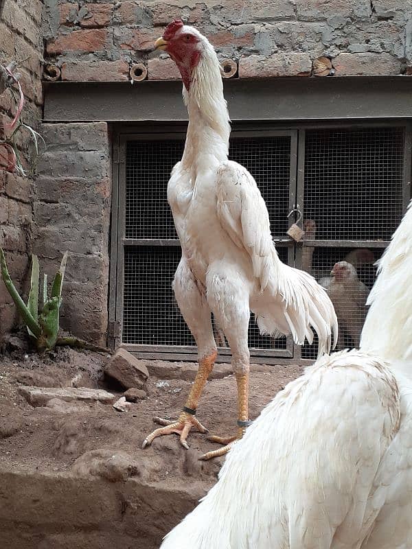 white shamo chozay for sale 2