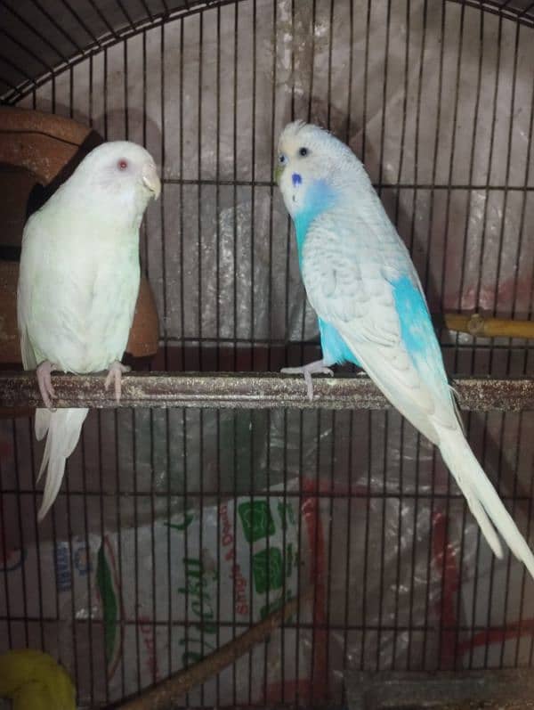 Australian breeder parrots for sale 0