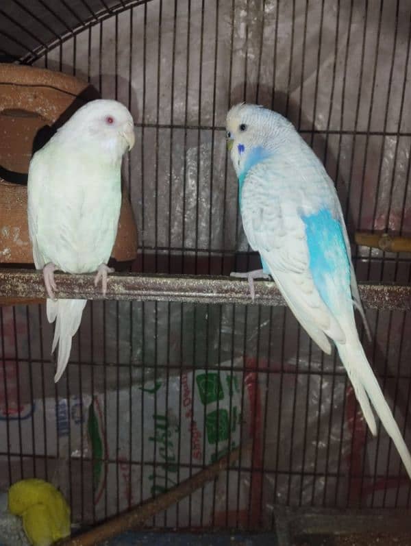 Australian breeder parrots for sale 5