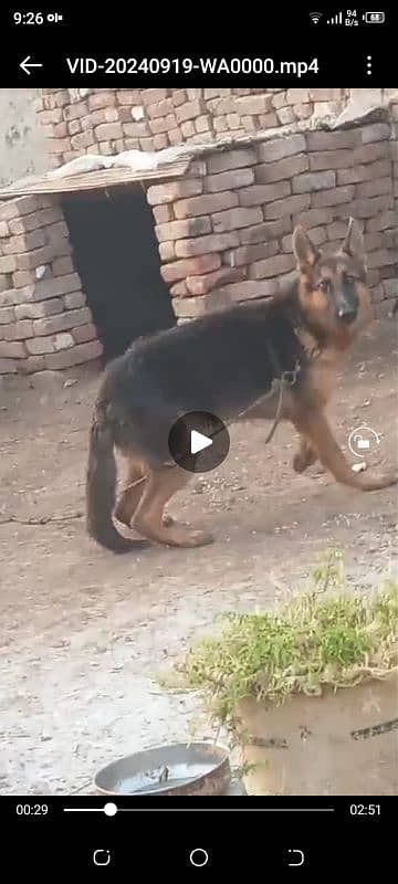 female German shepherd 12