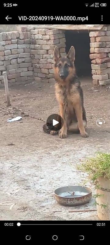 female German shepherd 13