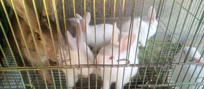 rabbit's