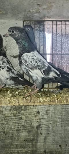 Teddy pigeon babies