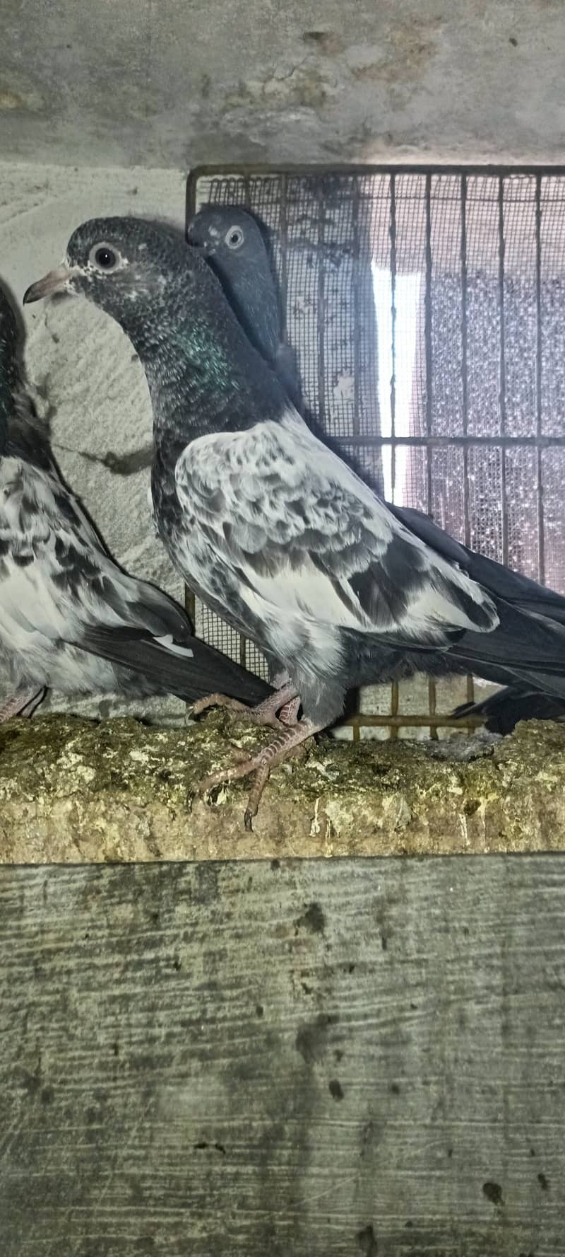 Teddy pigeon babies 0