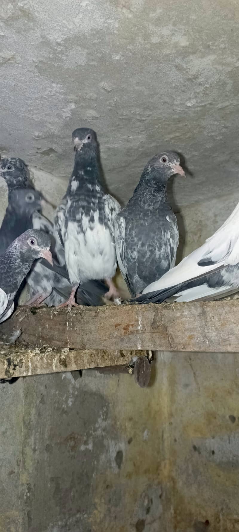 Teddy pigeon babies 2