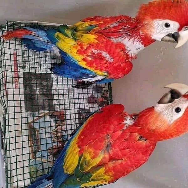 red macaw parrot cheeks for sale good looking 03144646382 0