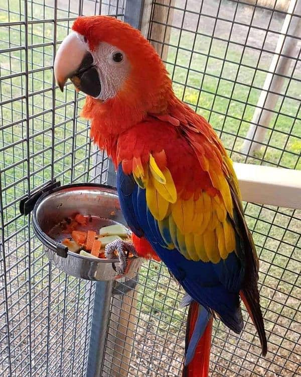 red macaw parrot cheeks for sale good looking 03144646382 1