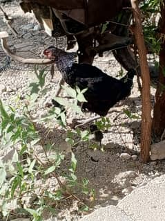 hen with two baby chicks