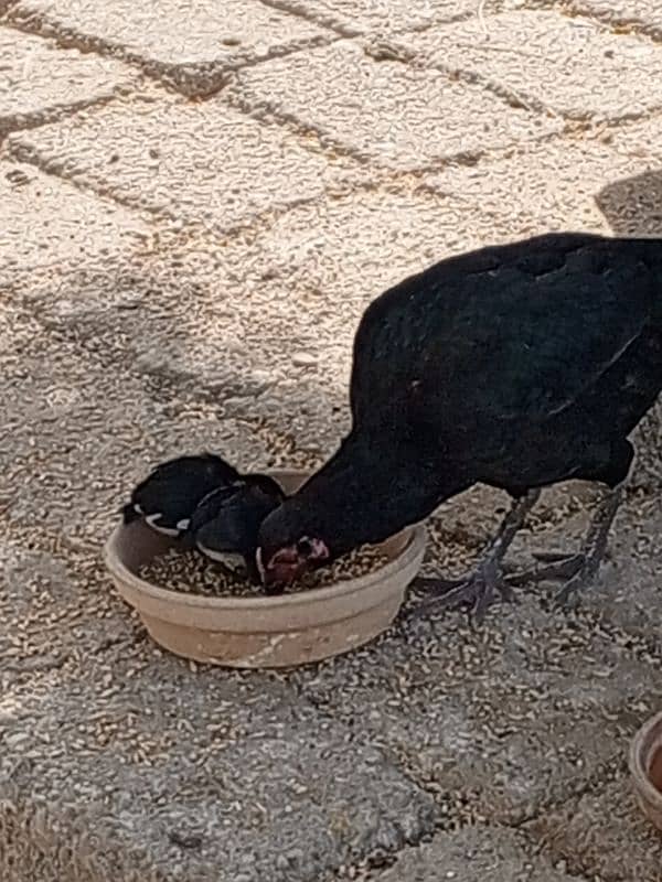 hen with two baby chicks 1