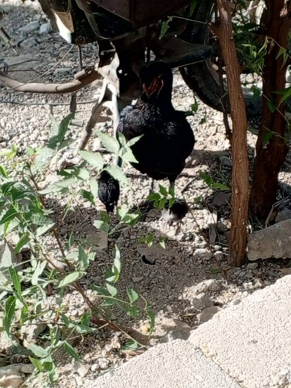 hen with two baby chicks 2