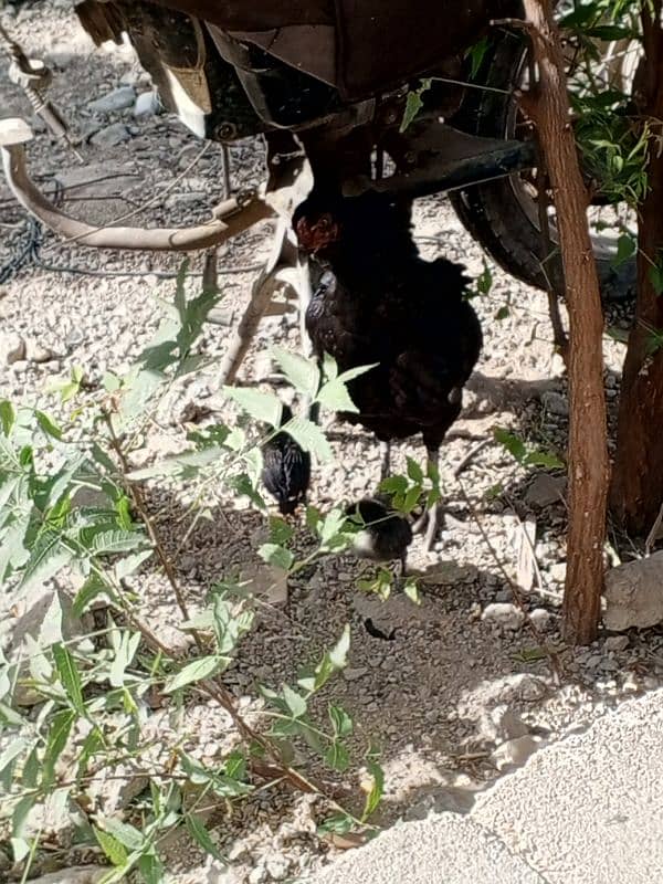 hen with two baby chicks 3