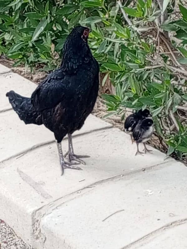 hen with two baby chicks 4