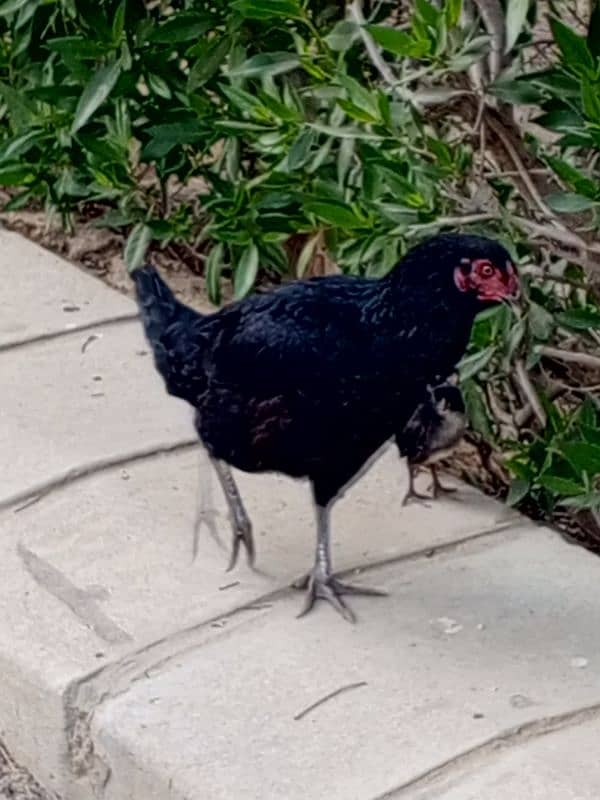 hen with two baby chicks 5