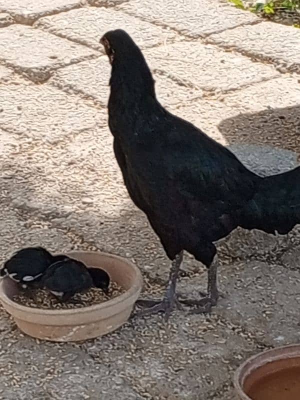 hen with two baby chicks 6