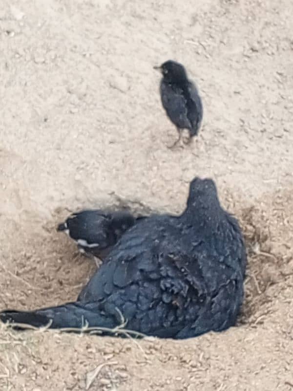 hen with two baby chicks 7