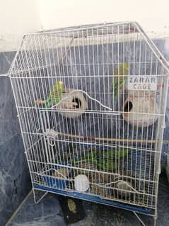 budgies for sale