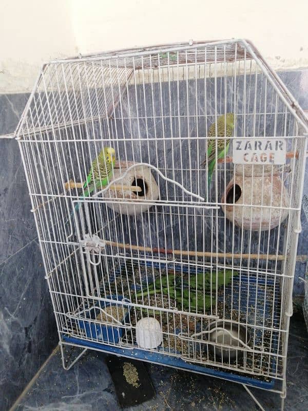 budgies for sale 0