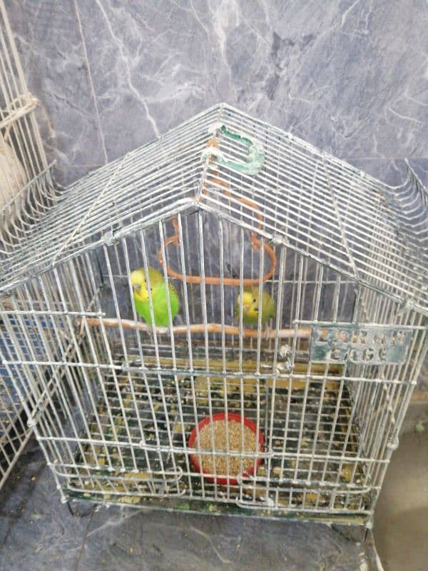 budgies for sale 1