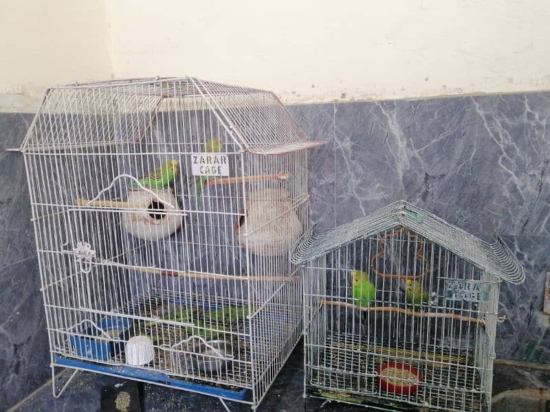 budgies for sale 2