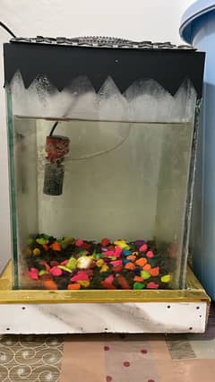 fish aquarium urgent sale