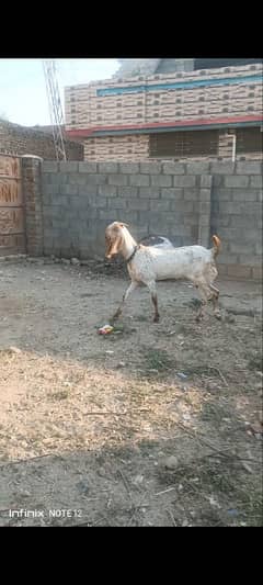 Makhe cheene Goat