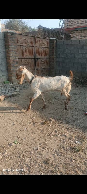 Makhe cheene Goat 1