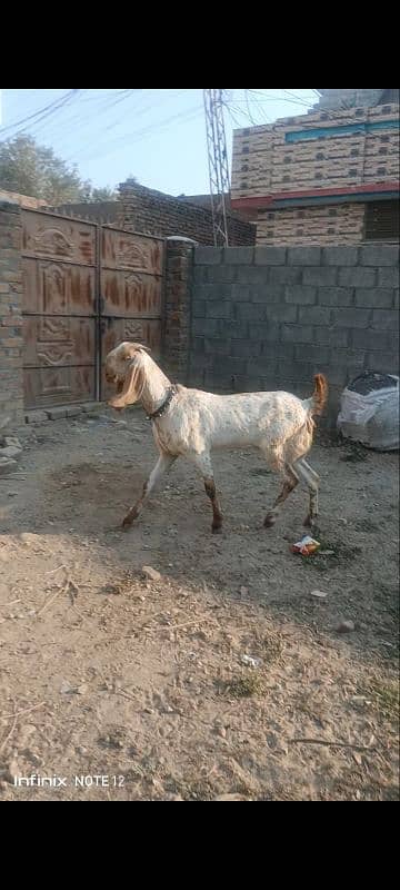 Makhe cheene Goat 2