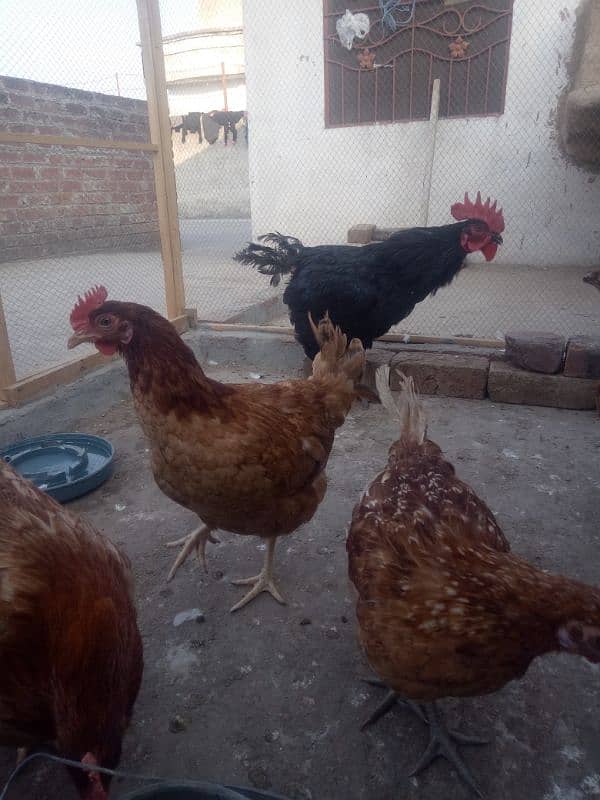 Ghar ki Desi Eggs wali murgian 1