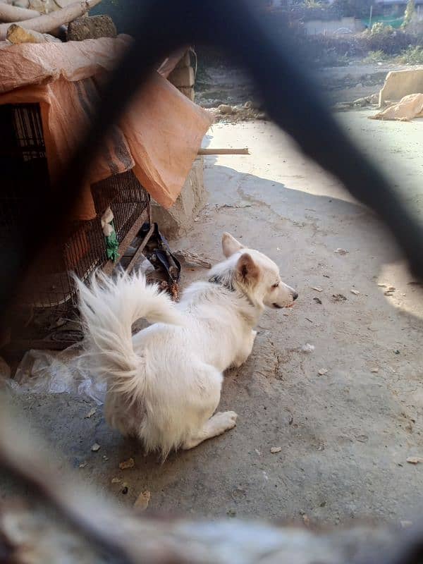 ziro size male dog available for sale 1