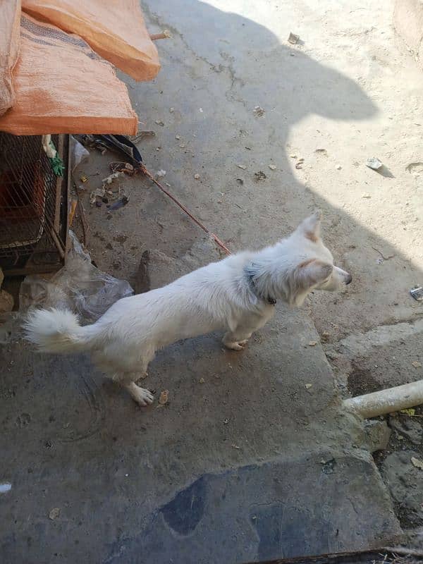 ziro size male dog available for sale 4