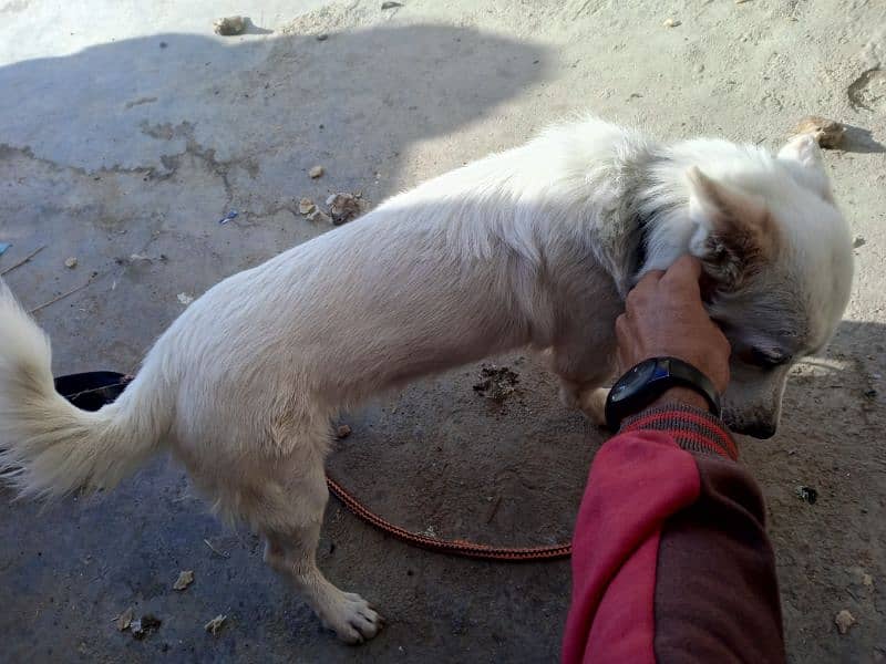 ziro size male dog available for sale 5