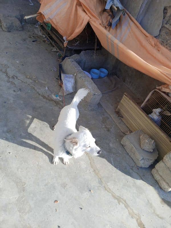 ziro size male dog available for sale 7