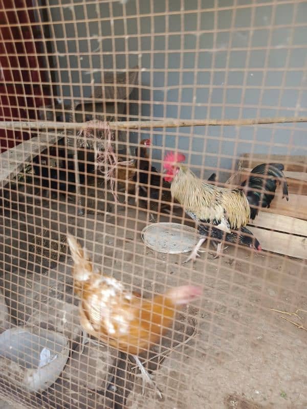 Golden/Misri eggs laying Hens for Sale 2