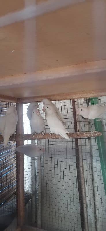 saleing my Albino Love birds 3 pairs, 1 female. 0