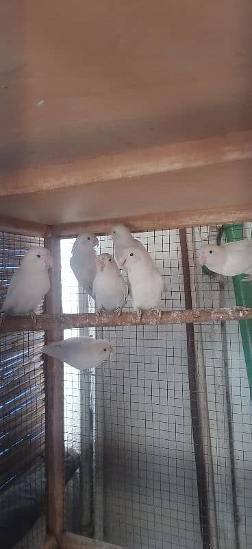 saleing my Albino Love birds 3 pairs, 1 female. 1