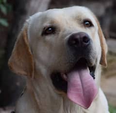 Labrador