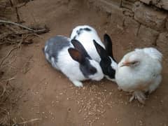 RABBIT URGENT SALE