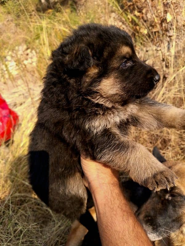 German shepherd puppies for sale 0