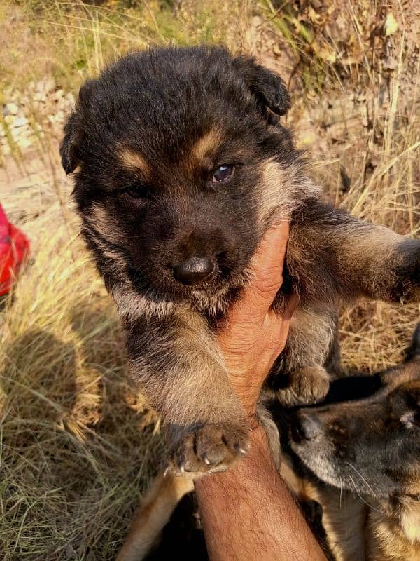 German shepherd puppies for sale 1