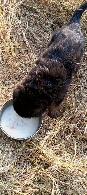 German shepherd puppies for sale 2